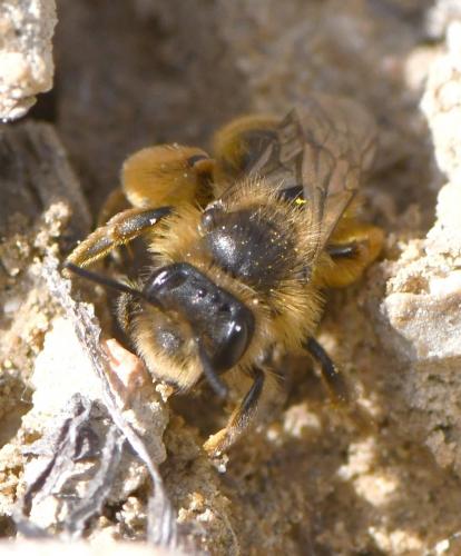 Réf. 249 066 : Andrena sp.